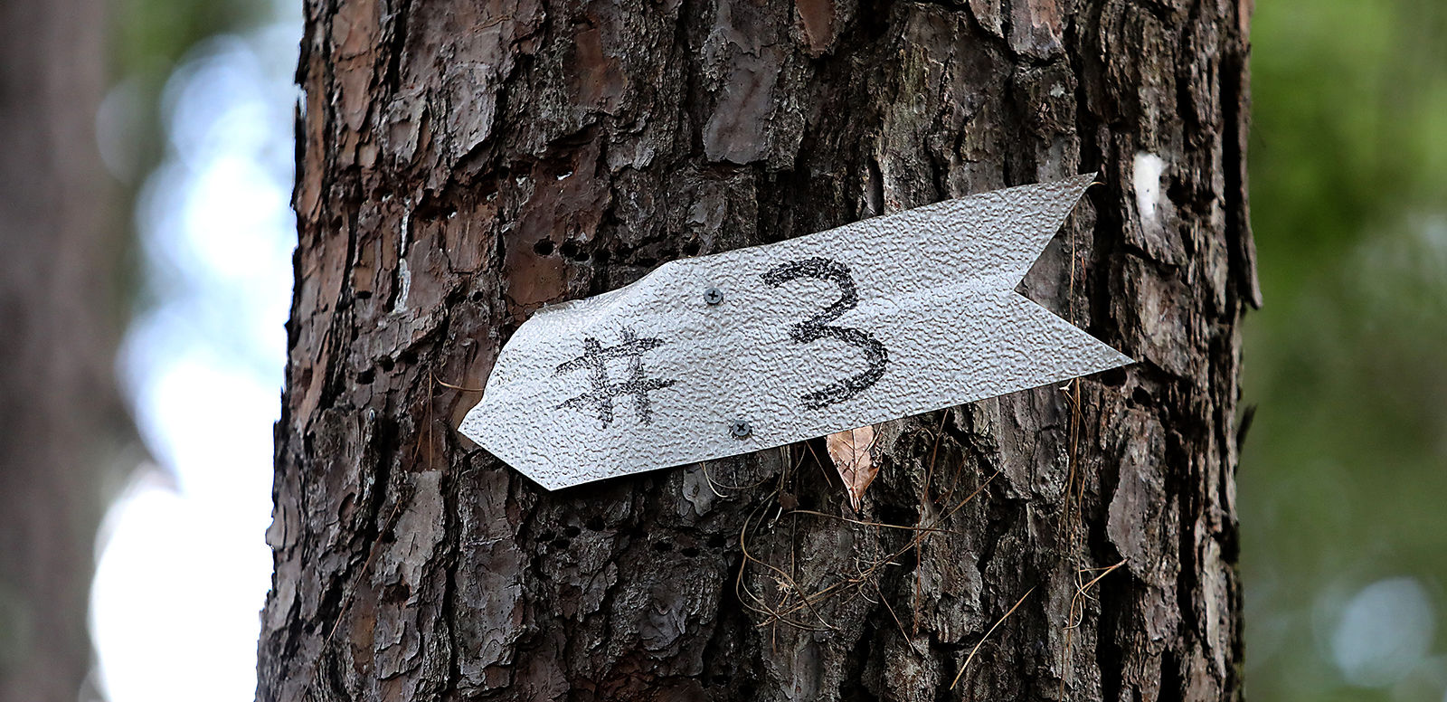 623 disc golf_JM03.JPG